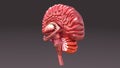 Human Brain Half Back View