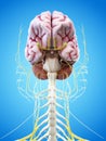 The human brain and head nerves Royalty Free Stock Photo