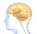 Human brain in the head. Side view Royalty Free Stock Photo