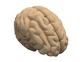 Human brain hemispheres Royalty Free Stock Photo