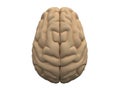 Human brain hemispheres Royalty Free Stock Photo
