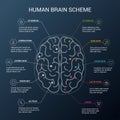 Human brain hemispheres. Illustration showing the structure of the human brain Royalty Free Stock Photo