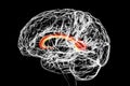 Human brain with highlighted Corpus callosum