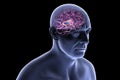 Brain fornix, 3D illustration Royalty Free Stock Photo