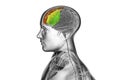 Human brain with highlighted frontal gyri