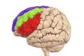 Human brain with highlighted frontal gyri