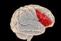 Human brain with highlighted inferior frontal gyrus