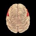 Human brain with highlighted inferior frontal gyrus