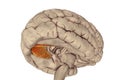Human brain with highlighted lingual gyrus