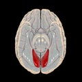 Human brain with highlighted lingual gyrus