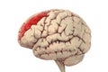 Human brain with highlighted middle frontal gyrus