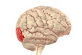 Human brain with highlighted lateral occipital gyrus