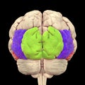 Human brain with highlighted occipital gyri
