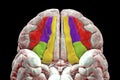 Human brain with highlighted orbital gyri