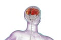 Human brain with highlighted parietal lobe