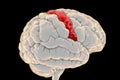 Human brain with highlighted precentral gyrus