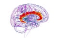 Human brain highlighting the cingulate gyrus, 3D illustration Royalty Free Stock Photo