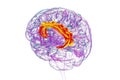 Human brain highlighting the cingulate gyrus, 3D illustration Royalty Free Stock Photo