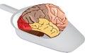 human brain human brain organ in hospital sanitary pan