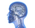 Human brain Royalty Free Stock Photo