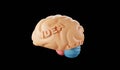 Human brain idea Model 3d render Royalty Free Stock Photo