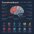 Human Brain Infographic Elements Royalty Free Stock Photo