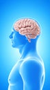 Human Brain Inside Blue Transparent Head Silhouette Anatomical Illustration Royalty Free Stock Photo