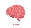 Human brain. Internal organ, anatomy. Vector flat icon illustration isolated on white background Royalty Free Stock Photo
