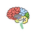 Human brain, internal organs anatomy body part nervous system Royalty Free Stock Photo