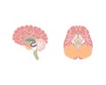 Human brain, internal organs anatomy body part nervous system