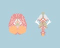 Human brain, internal organs anatomy body part nervous system