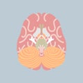 Human brain, internal organs anatomy body part nervous system