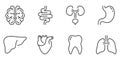 Human Brain, Intestine, Urinary System, Tooth, Stomach, Lung, Liver, Heart Line Icon Set. Healthcare Outline Icon
