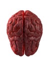 Human brain isolated