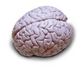 Člověk mozek 