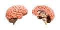 The human brain and its left hemisphere are separate.