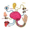 The human brain and its senses Royalty Free Stock Photo