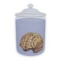 Human Brain in a Jar Royalty Free Stock Photo