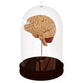 Human brain in a jar. 3D render Royalty Free Stock Photo