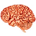 Human brain lateral view Royalty Free Stock Photo