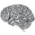 Human brain lateral view Royalty Free Stock Photo