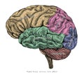 Human brain lateral view hand drawing vintage engraving illustration Royalty Free Stock Photo