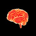 Human Brain lateral view Royalty Free Stock Photo