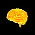 Human Brain lateral view Royalty Free Stock Photo