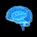 Human Brain lateral view Royalty Free Stock Photo