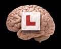 Human brain with learner sign