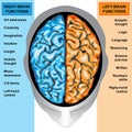 Human brain left and right functions