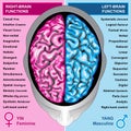 Human brain left and right functions