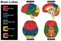 Human brain lobes anatomy infographic diagram