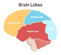 Human brain lobes. Cross section structure of the main nervous system Royalty Free Stock Photo